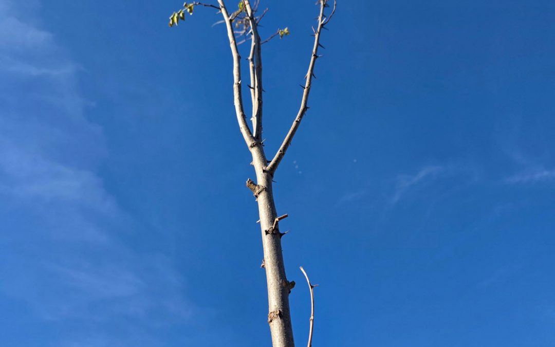 Restaurarea proiectului „140 de salcâmi”